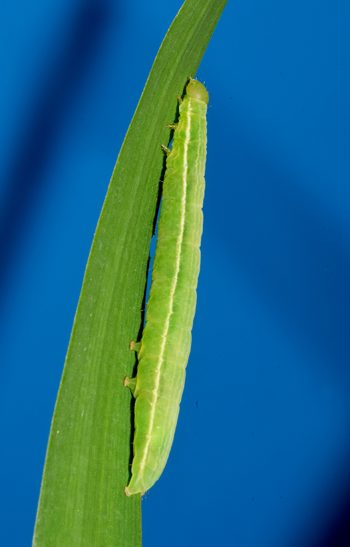 Larva, bozzolo, pupa e adulto di Plusia festucae - Noctuidae